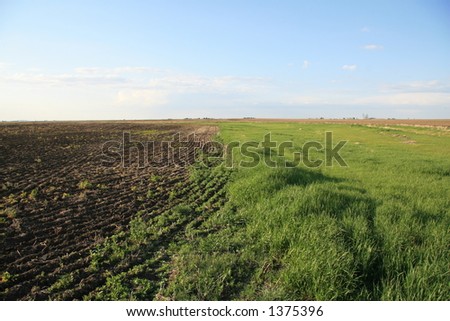 hay field next to seeded pea field