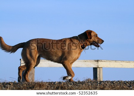 yellow dog trots along gravel roadway with wooden rural bridge rail and blue sky as background