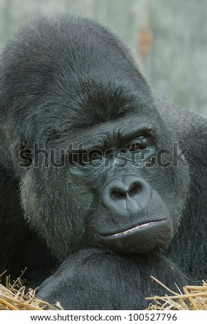 silver back gorilla portrait