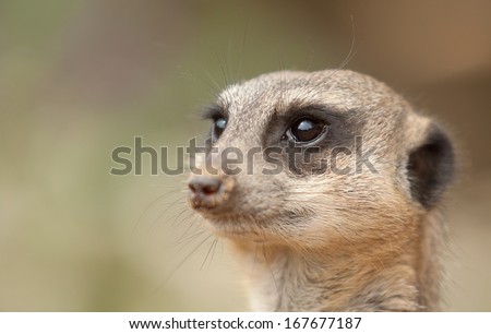 portrait of an alert meerkat