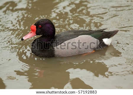 red nose duck