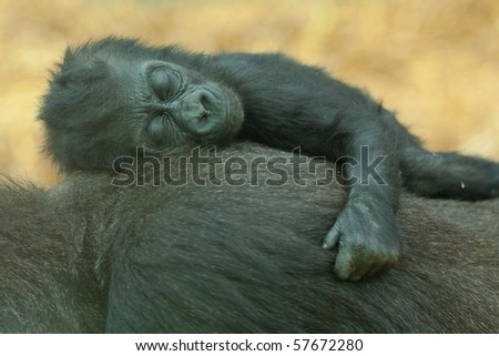baby gorilla sleeping