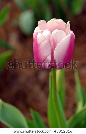 Pink and White Tulip