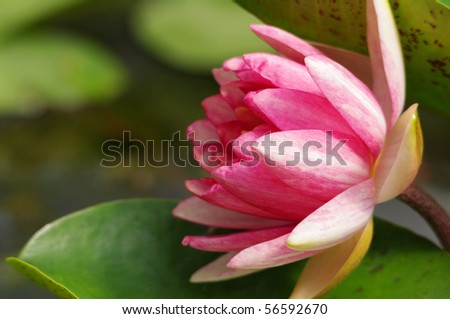 Peachy Pink Water Lily