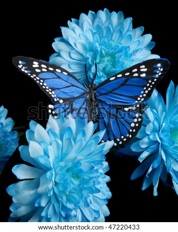 Blue butterfly and carnations on black background