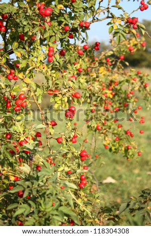 Healthy rose hip fruits on wild bush tree. Autumn season