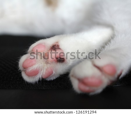 Cat paws with pink pillows