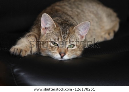 Cute tabby cat sleeping on chair