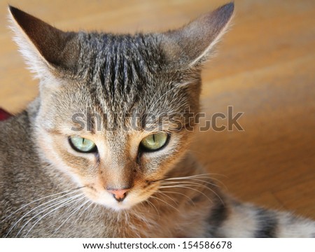 Angry cat portrait