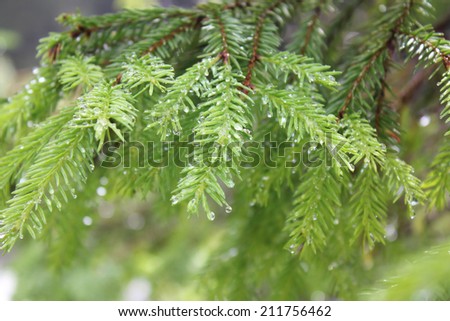 Spruce tree with drops of water after rain