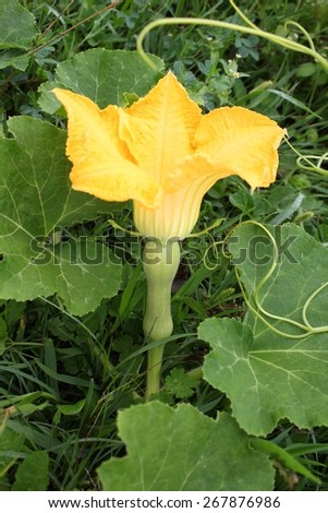 Butternut squash plant with flower growing in garden