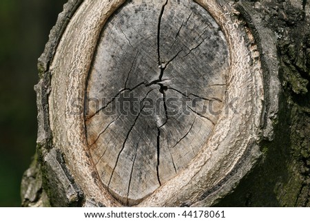 Place after cut branch on walnut tree. grains in a tree