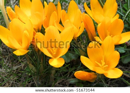 First signs of spring - yellow crocus flowers in the grass