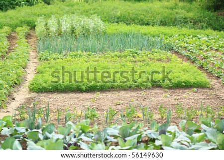 Vegetable Garden Beds on Private Vegetable Garden With Various Edible Plants Growing On Beds