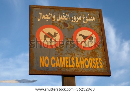 Camels And Horses
