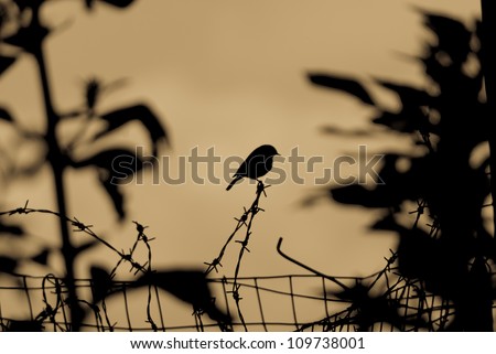 Silhouette of a small garden bird perched on a strand of barbed wire above a wire mesh fence