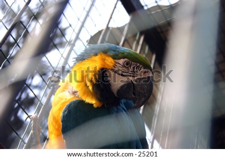 a yellow-blue parrot behind bars, feeling sad