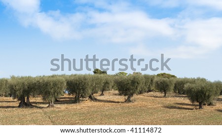 Rural landscape in Tuscany, olive trees in a field in summer
