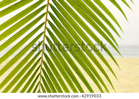 Beach Palm Leaf