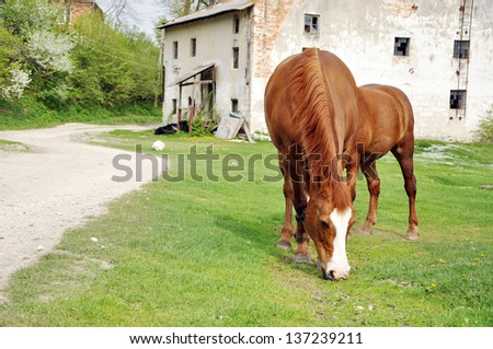 Two brown horses grazing in front of an old
