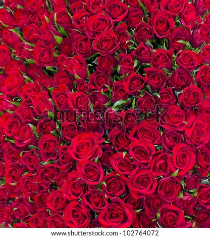 bright red background of fresh roses for concepts like love, passion affection