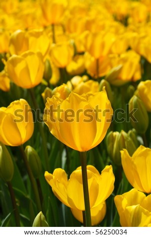 close-up of yellow tulip blossoms  in sunshine