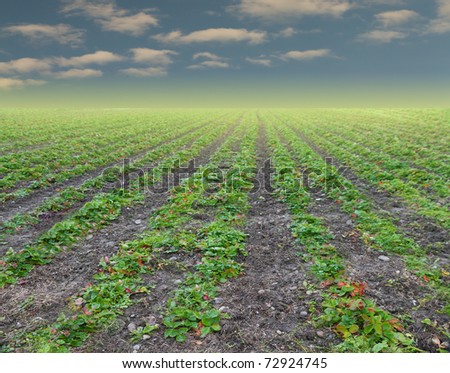 rows of strawberry plants vanishing on the horizon with golden glow with blue afternoon sky