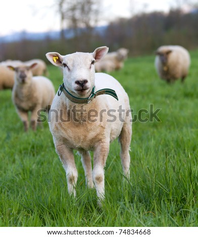 young sheared sheep in herd on meadow looking into camera