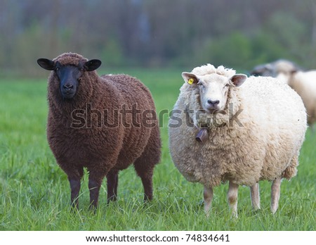 black and white sheep on pasture concept for good and bad contrast racism multi ethnic races cultures skin color sin innocence popular outcast