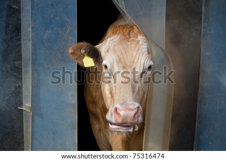 white brown cow sticks it\'s head out the curtain to check the weather