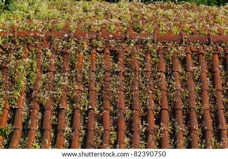 orange, vintage clay shingle roof overgrown with plants, Coimbra, Portugal