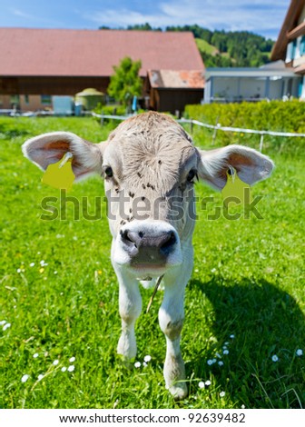 cream colored young curious cute calf with flies on it's head on a farm meadow