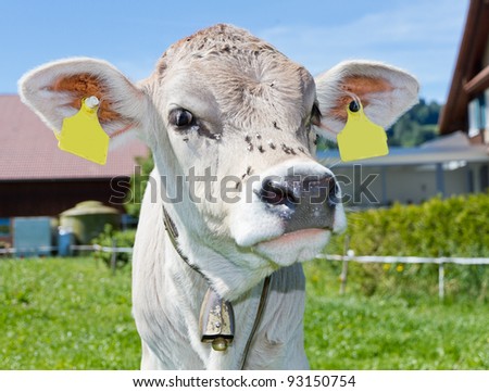 cream colored young curious cute calf with flies on it\'s head on a farm meadow