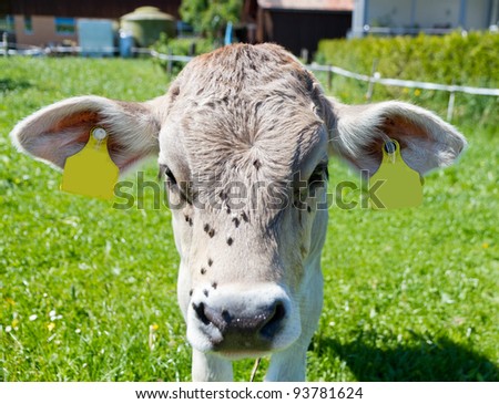 cream colored young curious cute calf with flies on it\'s head on a farm meadow
