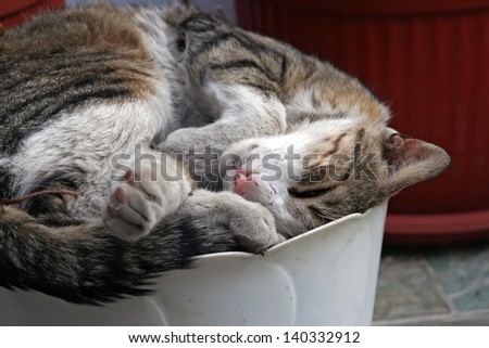 Cat sleeping in flowerpot. Cat sleeps.