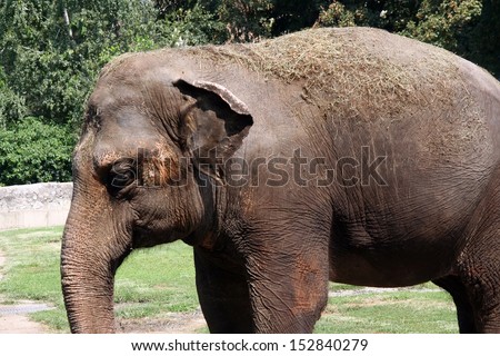 Big Indian elephant in the Zoo park.