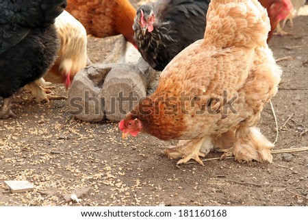 Chickens eating. Chickens on a farm.