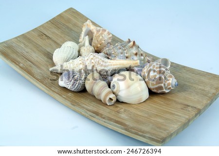 Sea shells on a wooden board. Sea shell decoration.