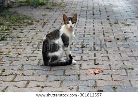 Cat sitting in a middle of a street. Cat on a cobble stone paved street.