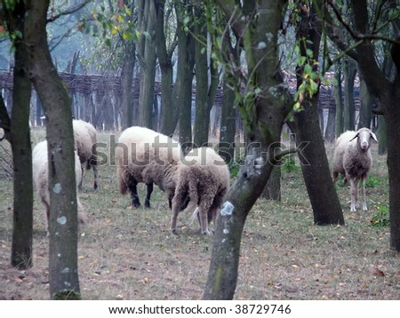 sheep herd. sheep herd on the field.