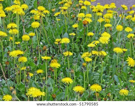 yellow field flowers. field flowers. meadow flowers.