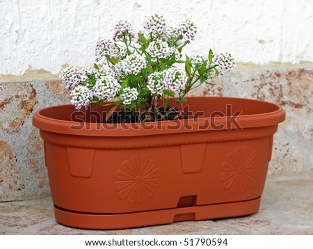 white house flowers. white flowers in a flowerpot.