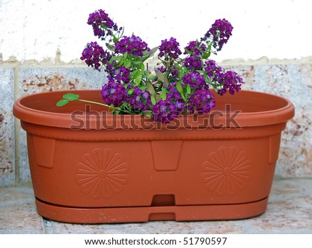 purple house flowers. purple flowers in a flowerpot.
