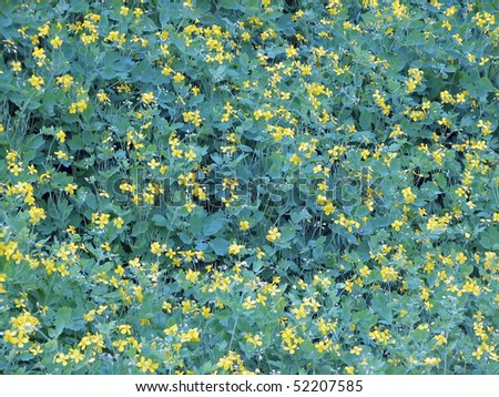 yellow field flowers. field flowers.