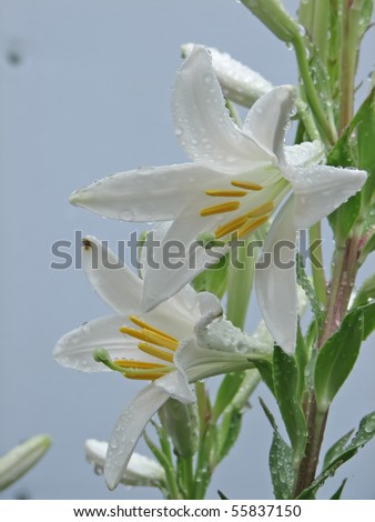 white flower. white flower on the rain. wet flower.