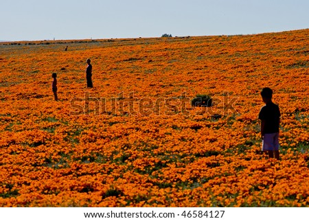 California+poppy+field