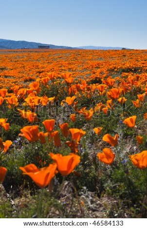 California+poppy+field