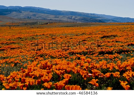 California+poppy+field