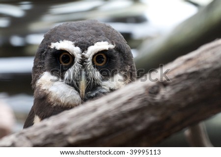 Spectacled owl watching from behind branch