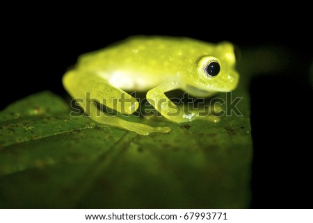 This glass frog lives near rapid streams, both in cleared areas as well as the canopy level of trees. In Costa Rica they are found in lowland and premontane moist and wet forests, premontane rainfores
